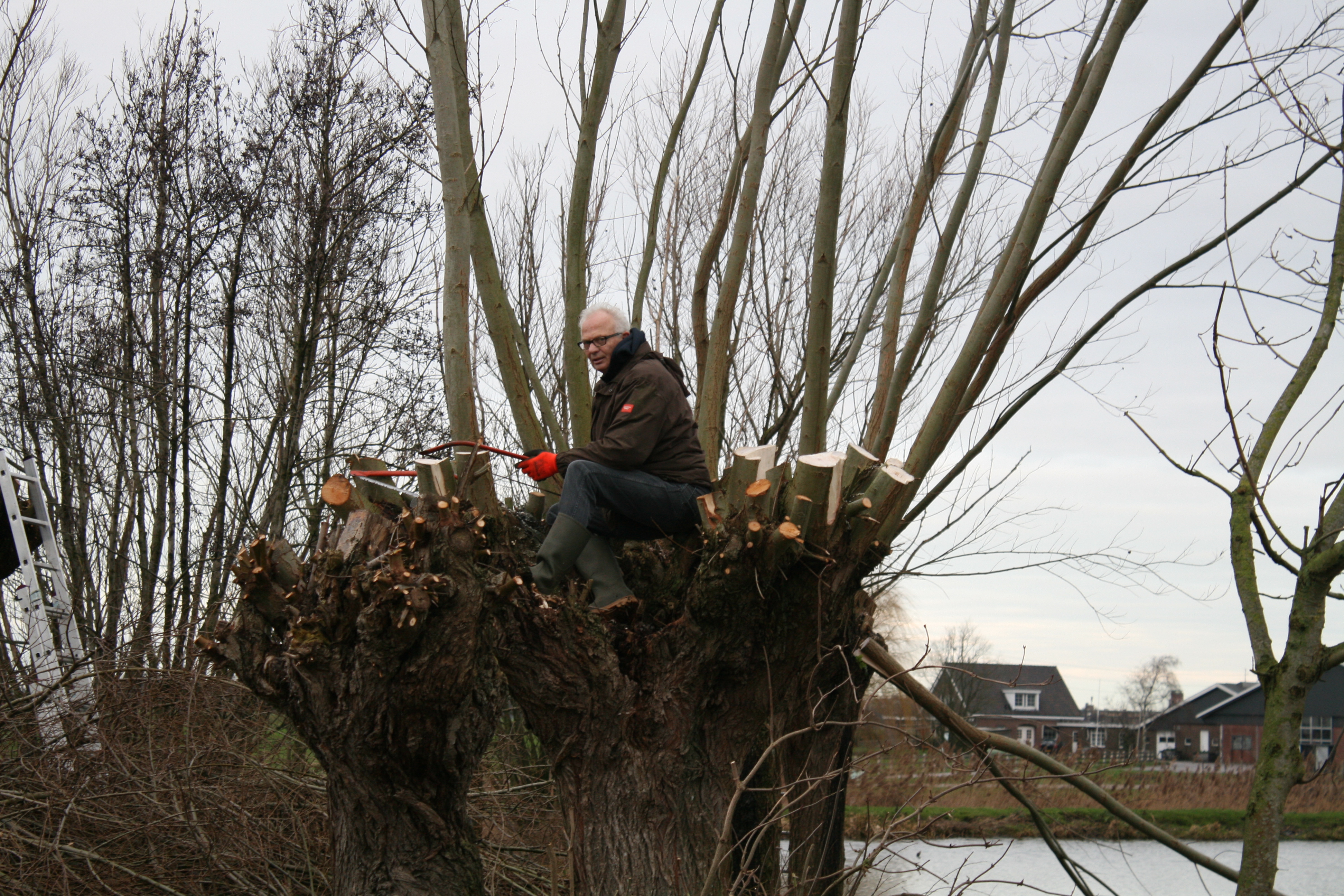 Knotploeg (Spookverlaat). Foto van Margot Klingers.